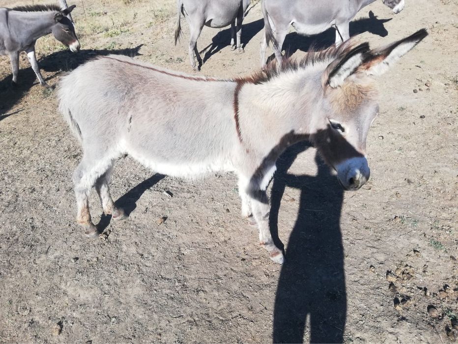 Magar tanar de la magarita bun de lapte