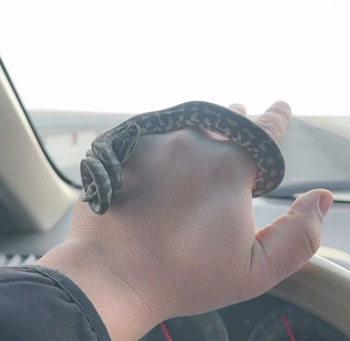 Продам коврового питона.,