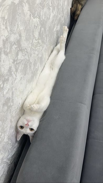 Отдаем кошку в ласковые руки