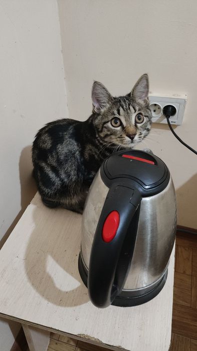 Котенок мальчик в надёжные руки