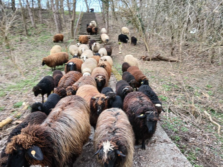 Продавам агнета, мъжки ярета