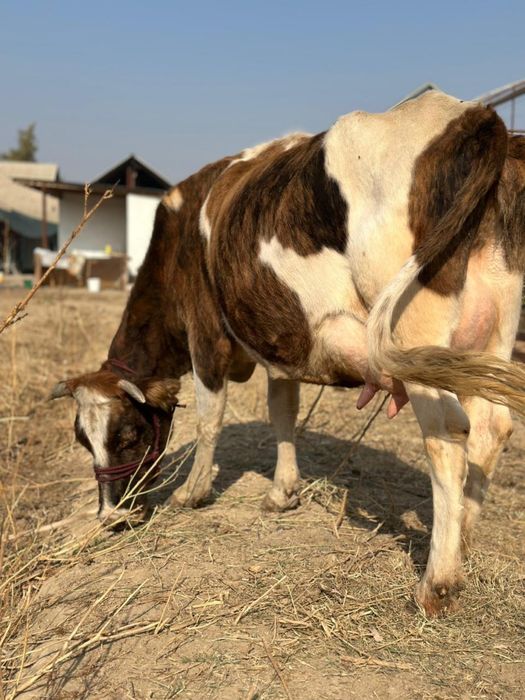 Сүтті бұзаулы сиыр