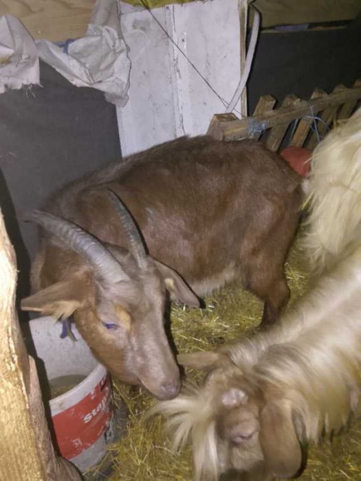 Продават се 3  скозни ,кози и 1 пръч