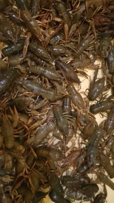 Раки живые срочно