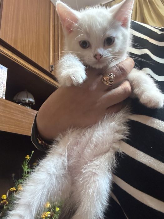 Отдам котёнка бесплатно