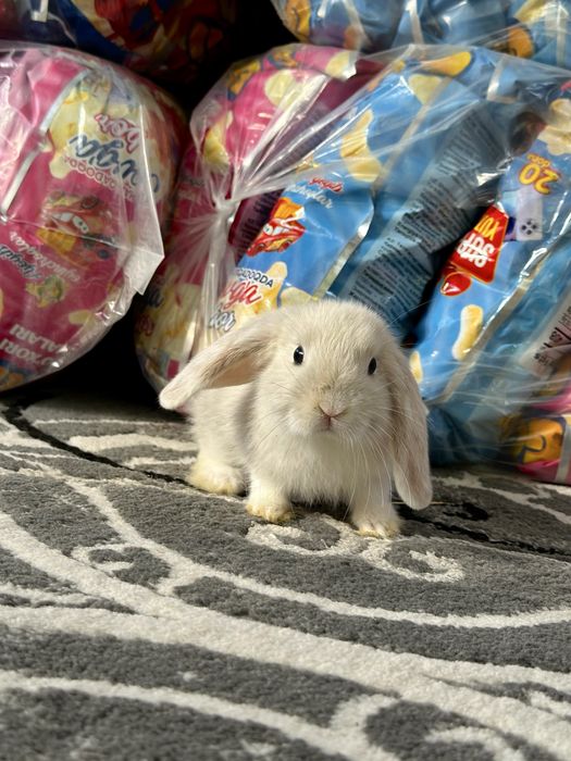 Quyonchalar – farzandingiz uchun eng yaxshi do‘st!