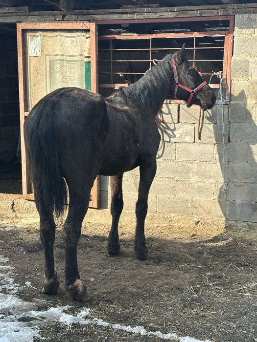 Айгыр жеребец конь лошадь