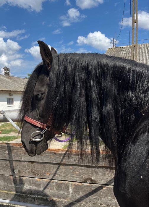 armasar friesian/friz sport