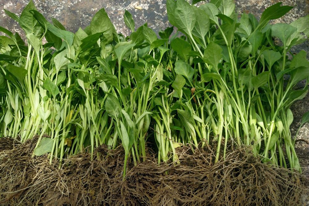 Разсад Домати,Краставици,Пипер,  Тиквички, зеле. 0,8,8,6,9,5,4,3,8,6