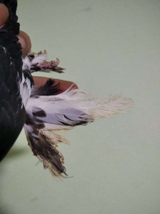 Kabutar sotiladi toza qushla