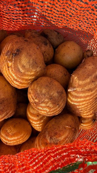 Продам картофель дачный