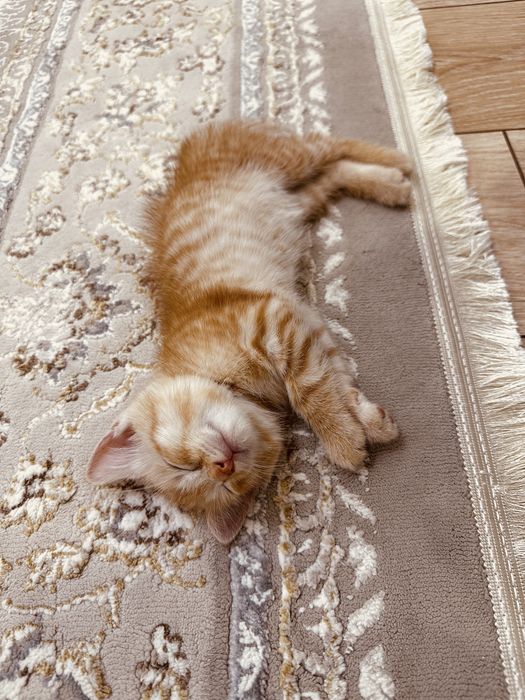 Котенок рыженкий