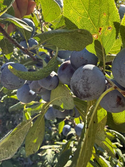 Продам сливу домашнюю.