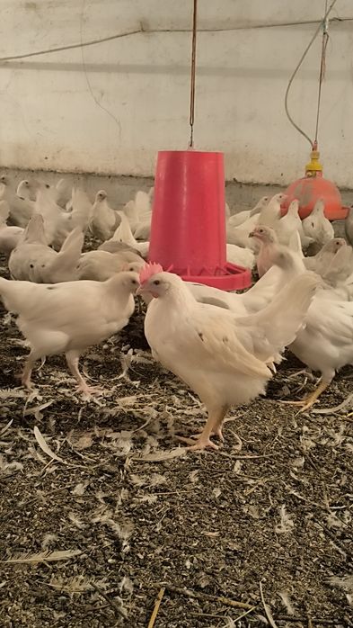 Ser tuxum oq tovuqlar sotiladi