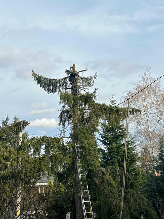 Рязане на опасни дървета