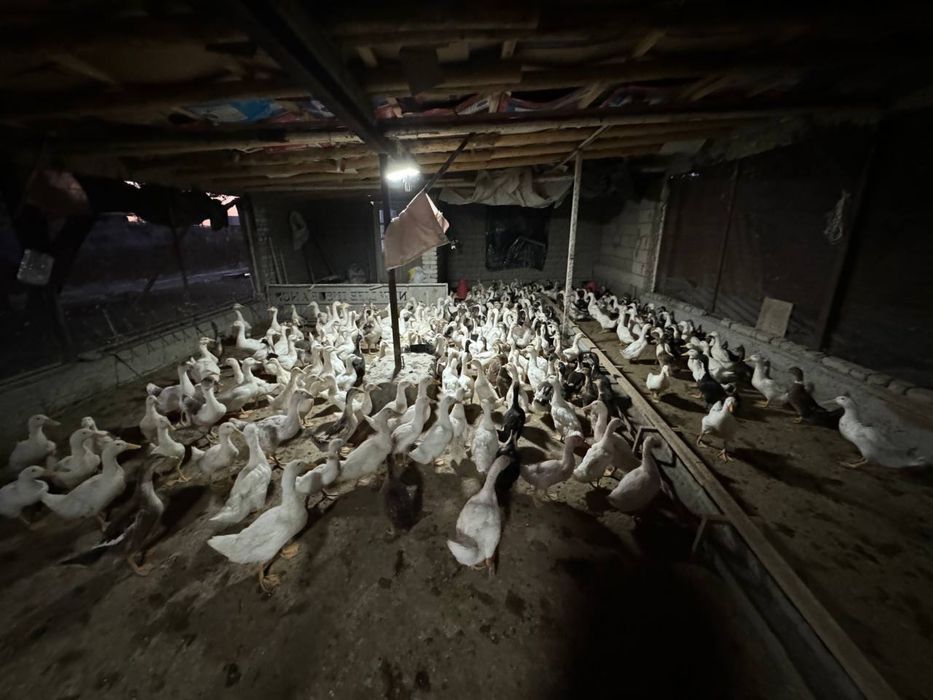 Урдак ва Гоз тухуми сотилади