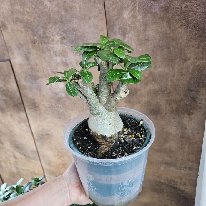 Адениум продам в горшке