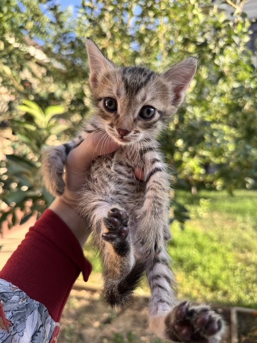 Котята,бесплатно