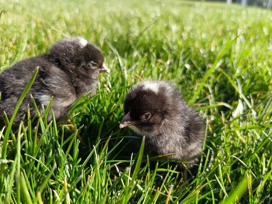 Pui Plymouth rock barat