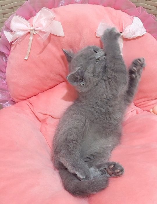 British shorthair