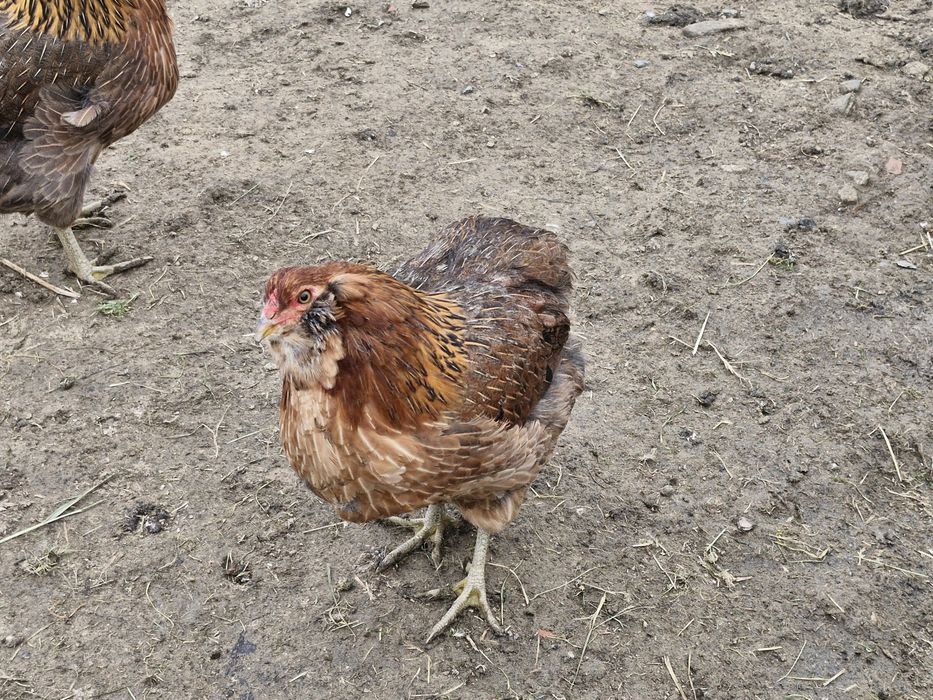 Oua verzi Araucana