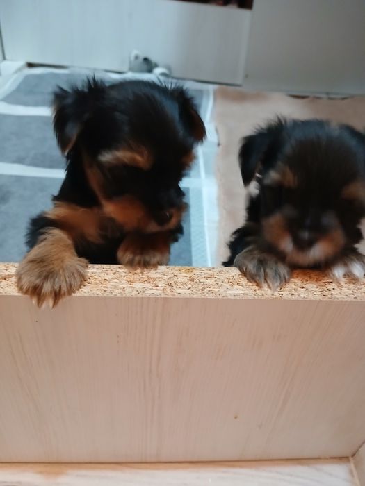 Иоркшерсеий терьер