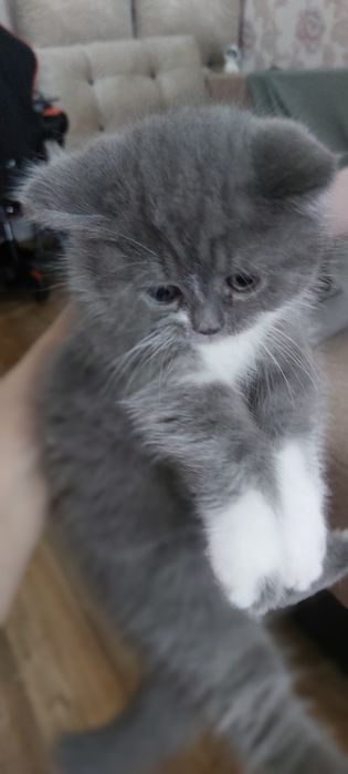 Котенок шотландец