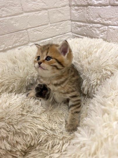 Британские котята