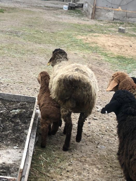 Қозылы қойлар сатылады