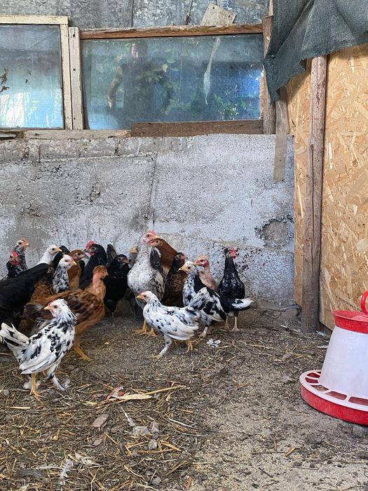 Gaini pitice de vanzare