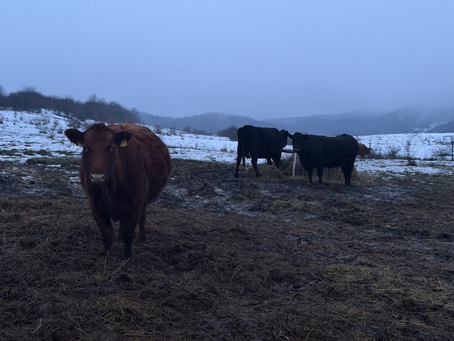 Lichidare ferma Vaci Angus