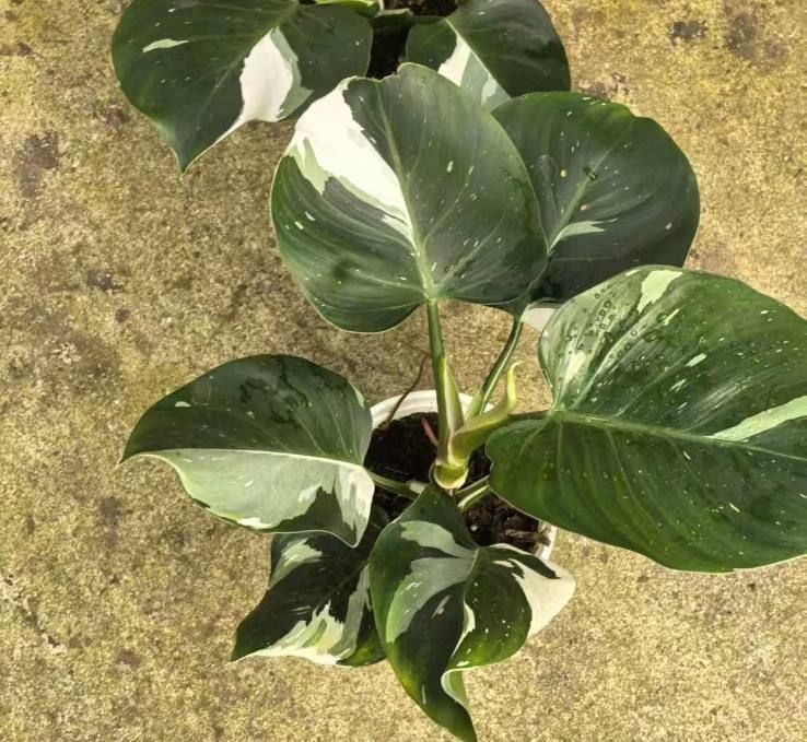 Feladendron belaya prinsesa