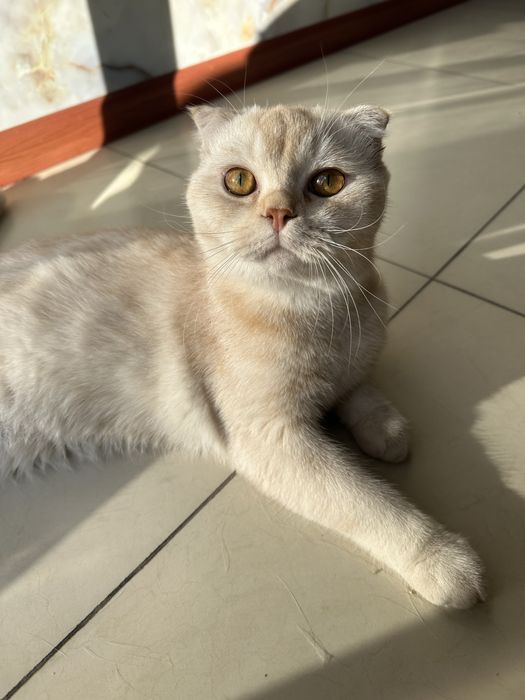 Чисто кровный чисто белый Скотиш Фолд на Вязку