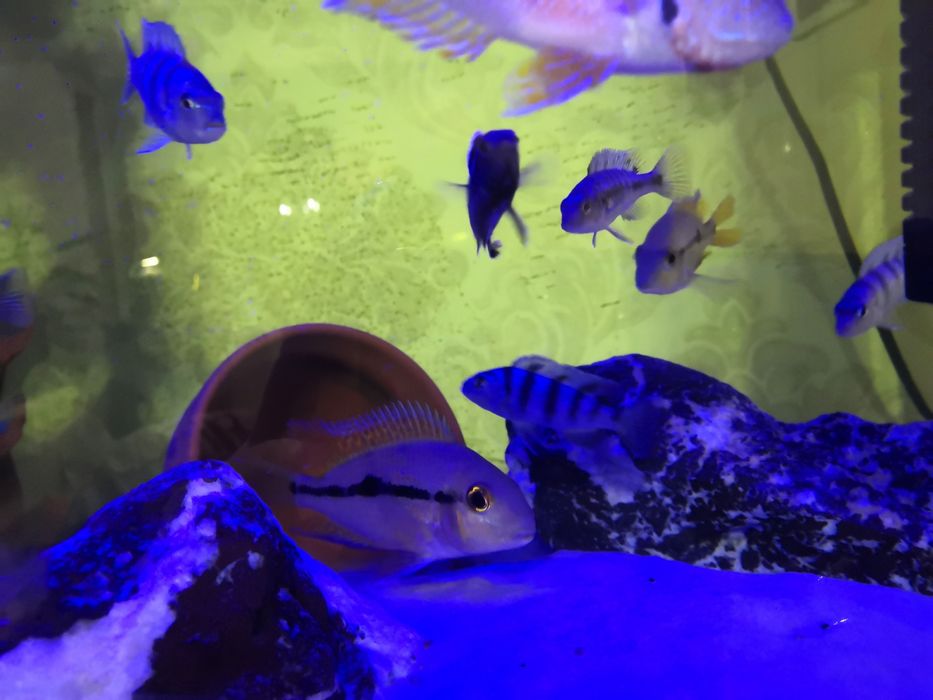 Рыбки аквариумные