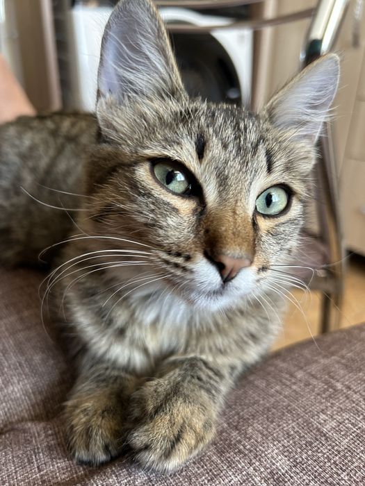 Спасите котенка от улицы