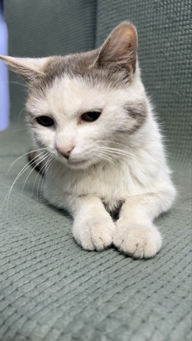 Стерилизованная кошечка