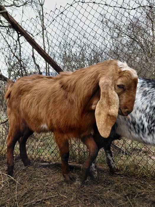 Пръч, неми патици