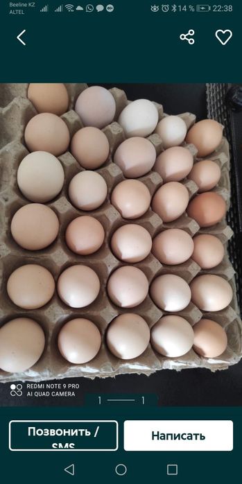 Продам инкубационные яйца