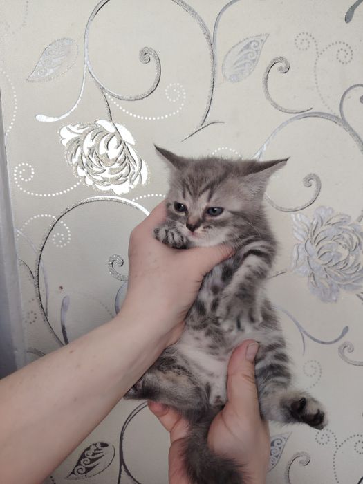 Продаются котята, шотландцы