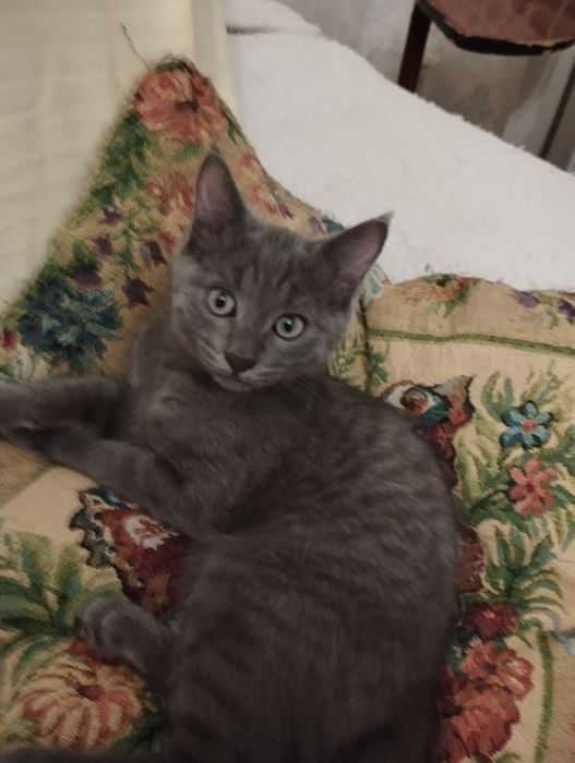 Котята породистые