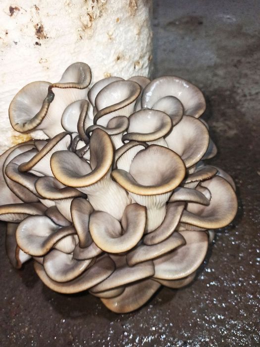 Семена Грибов Вешинки. Ка 17