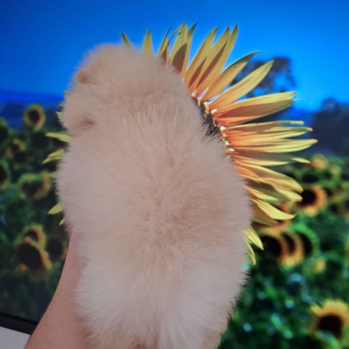 Шпиц шпиц шпиц с документами