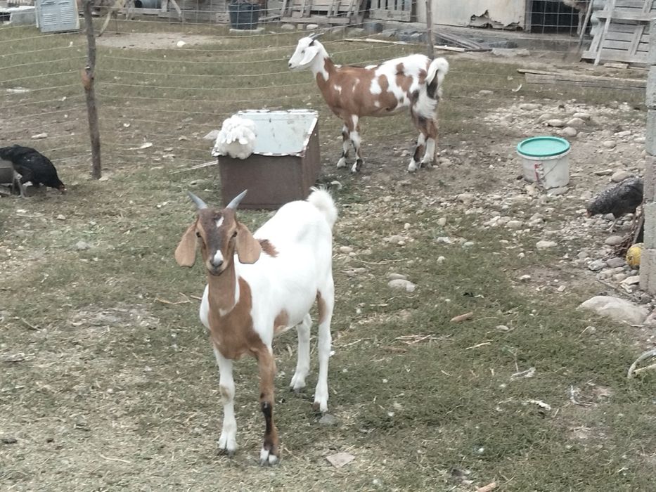 Vând ieduțe din primăvară