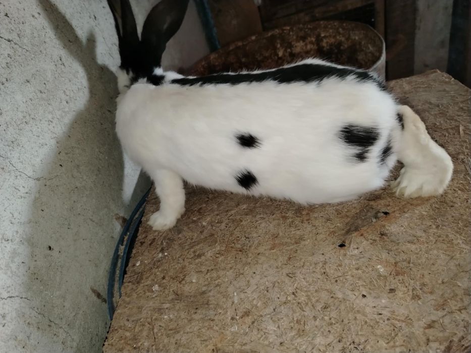 Vand iepuri Fluture German