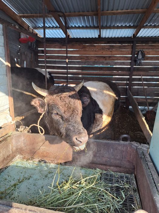 Продам быка 1,5года