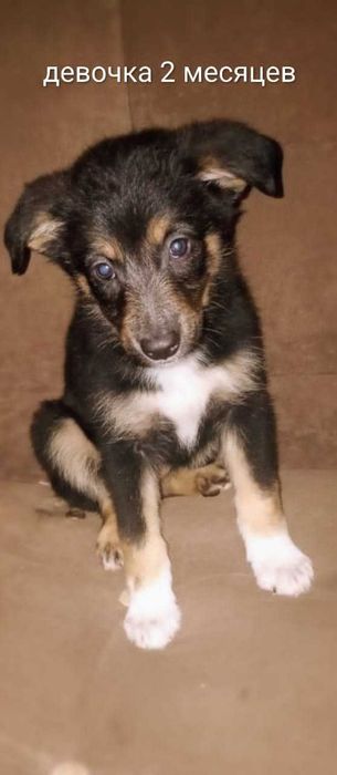 Отдам щенят мама хаски