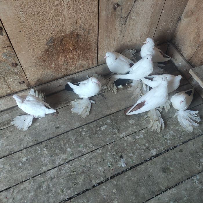 Голуби северокавказские ДЁШЕВО