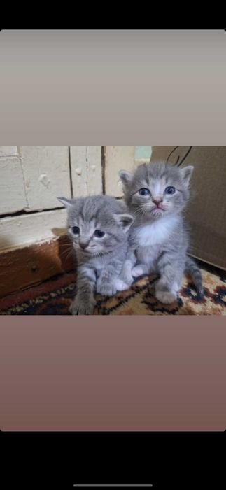 Отдам котят в хорошие руки