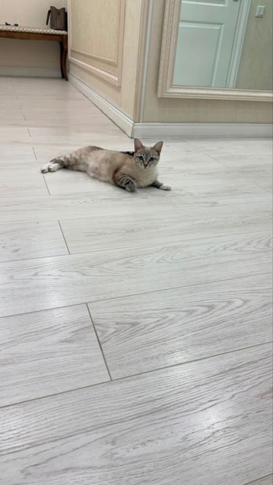 Отдам в добрые руки кошечку