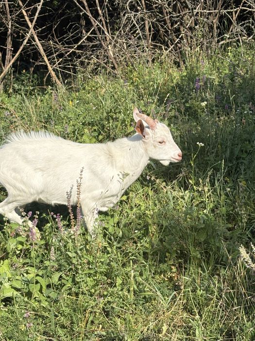 Vând țap și iediță. Țapul este Saanen, iar iedița este metis Saanen cu Alpină Franceză.